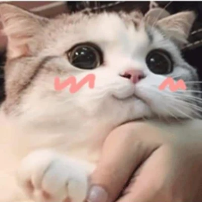 Alishba's cat mascot